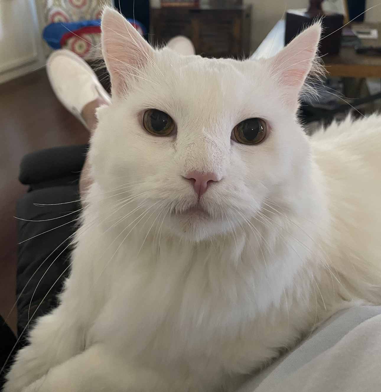Carlos, snow-white cat with pink inner ears, staring directly into the camera.