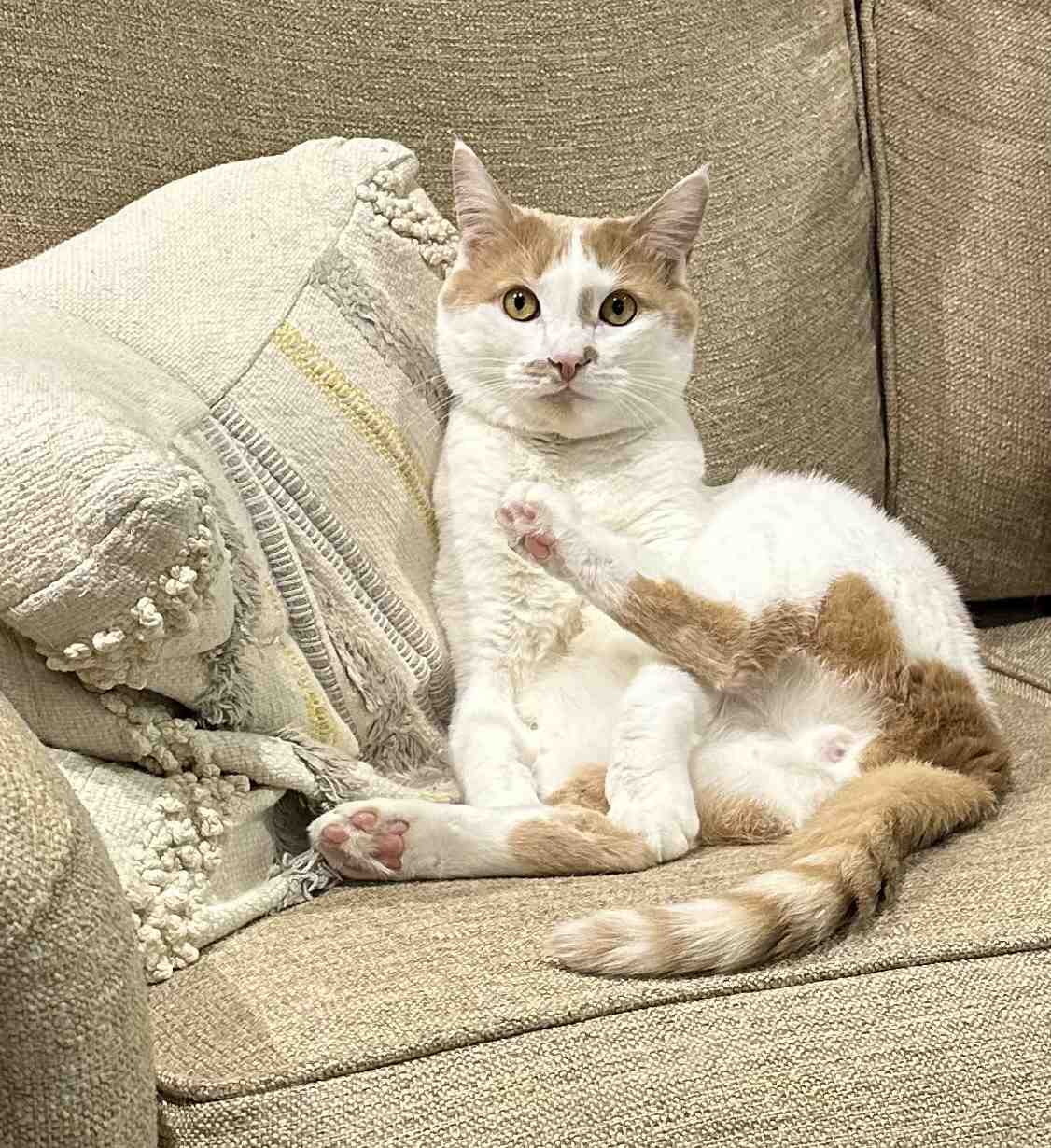 Charlie, a cat, primping on his couch.