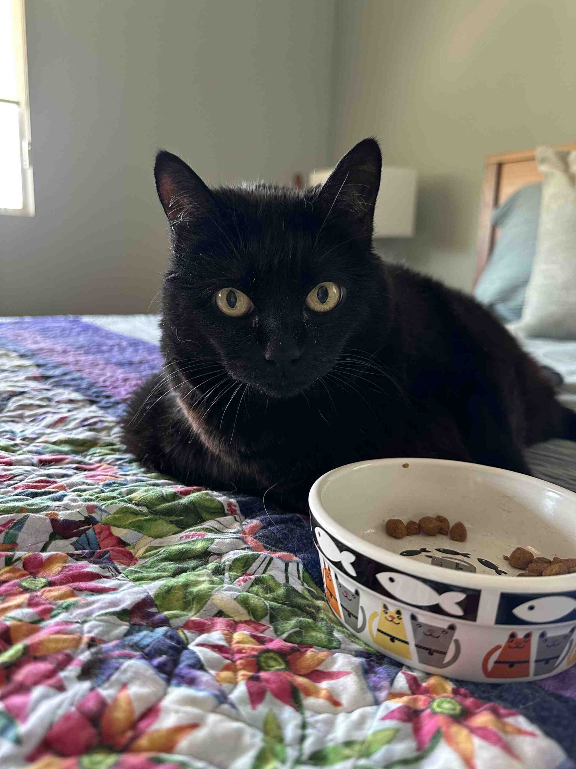 Ella, cat, looking satisfied after dinner.