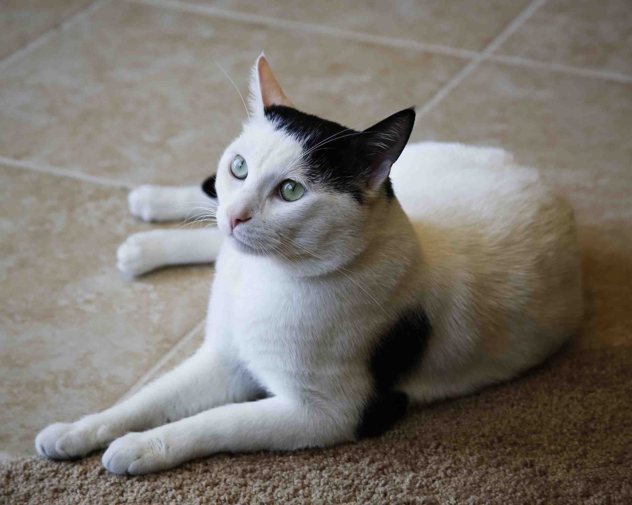 Henri, a white and black cat, posing for the camera.