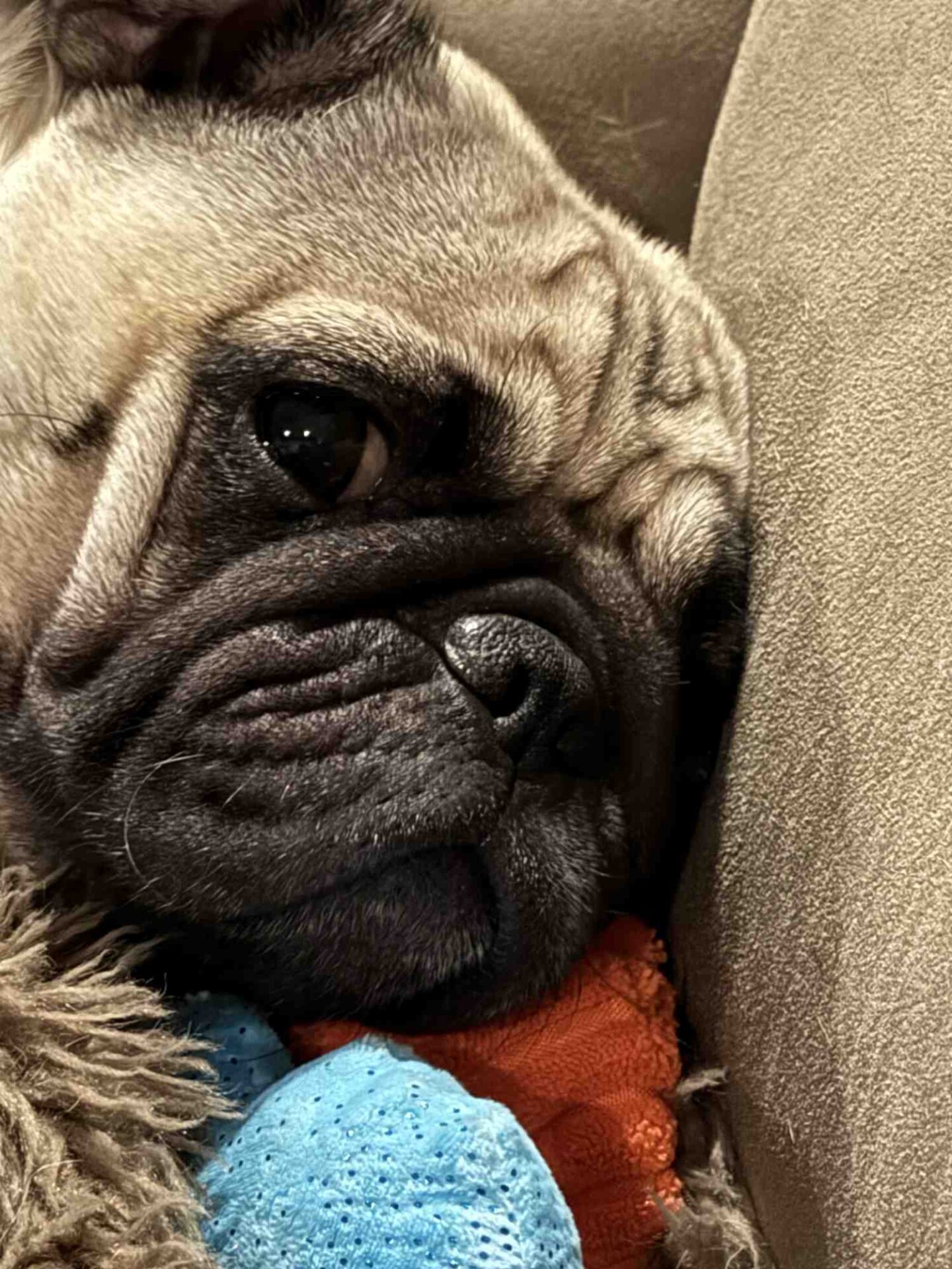 Mo, a Pug dog, is lounging on his favorite couch and pillows.