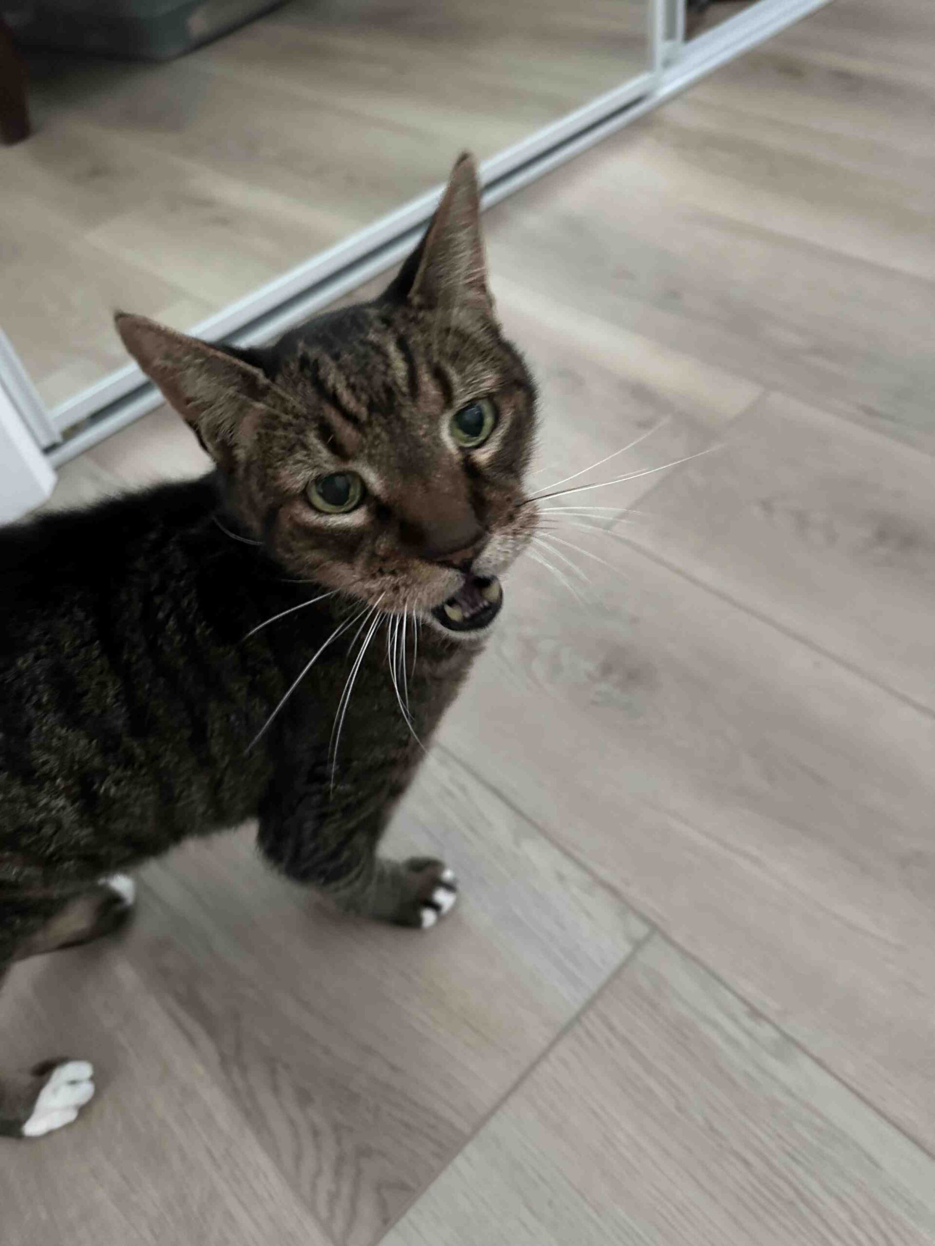 Ripley, cat, talking to the camera.